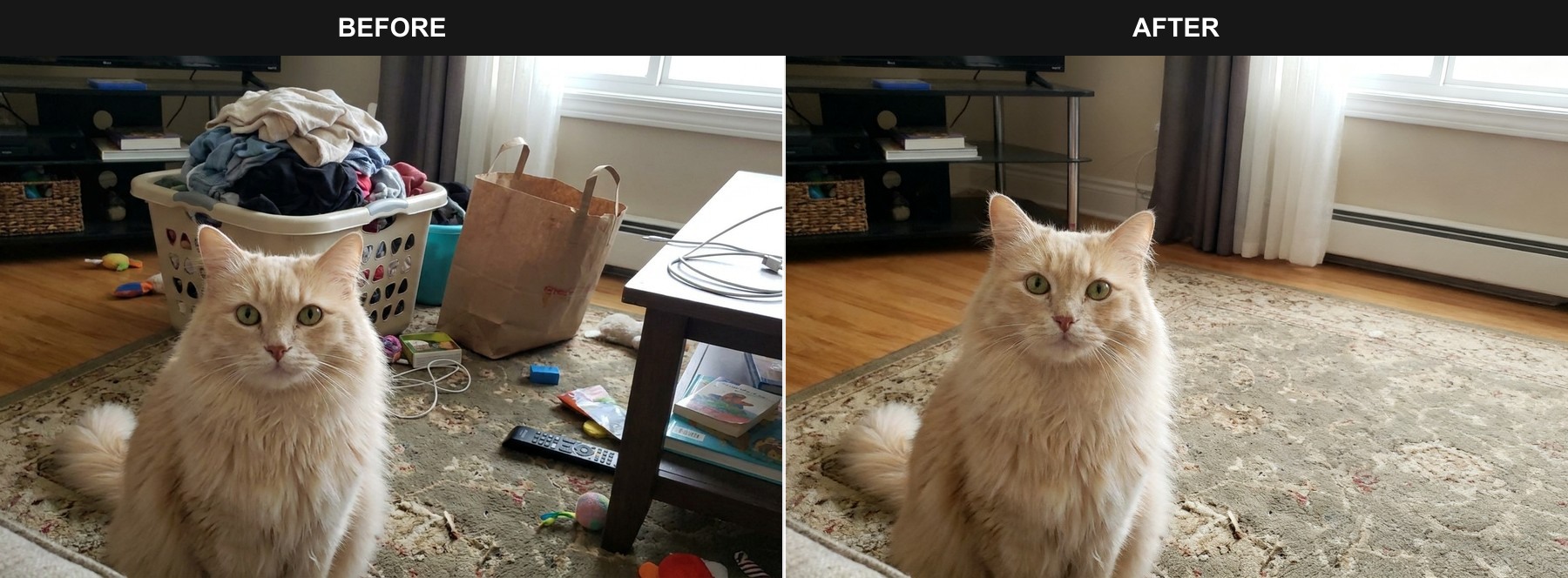 Clean a distracting background pet photo before and after example