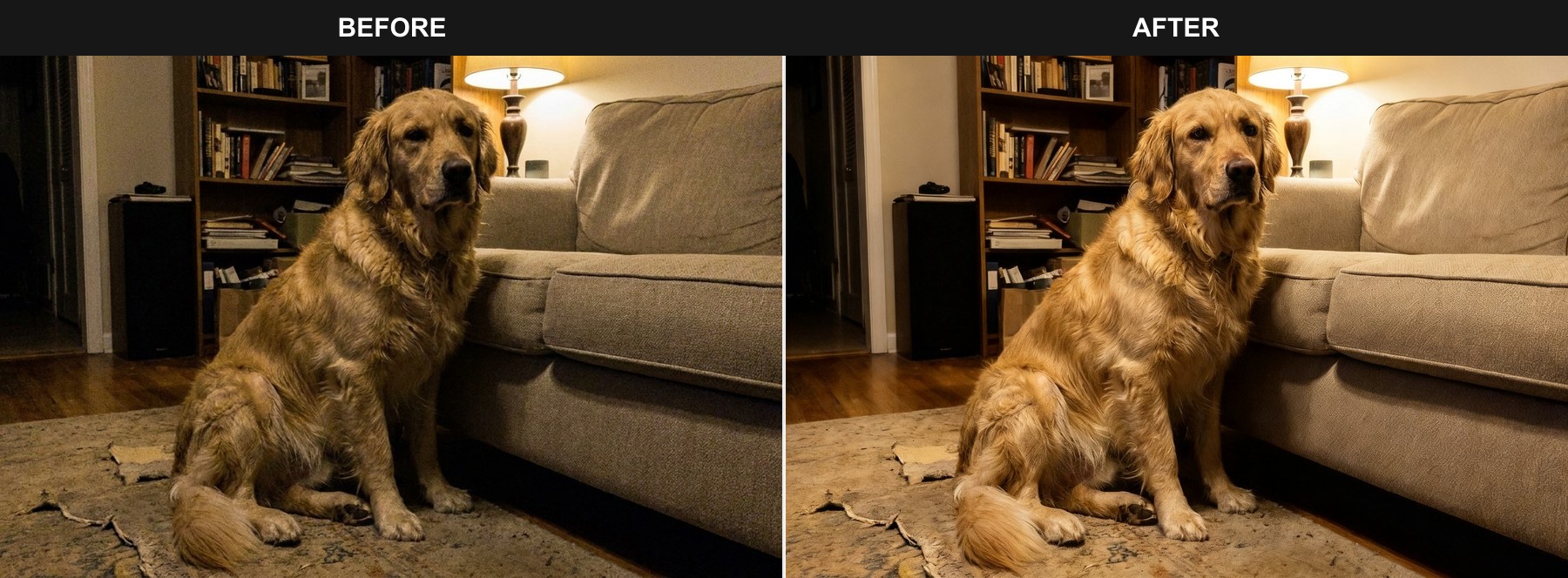 Fix low light and color cast pet photo before and after example
