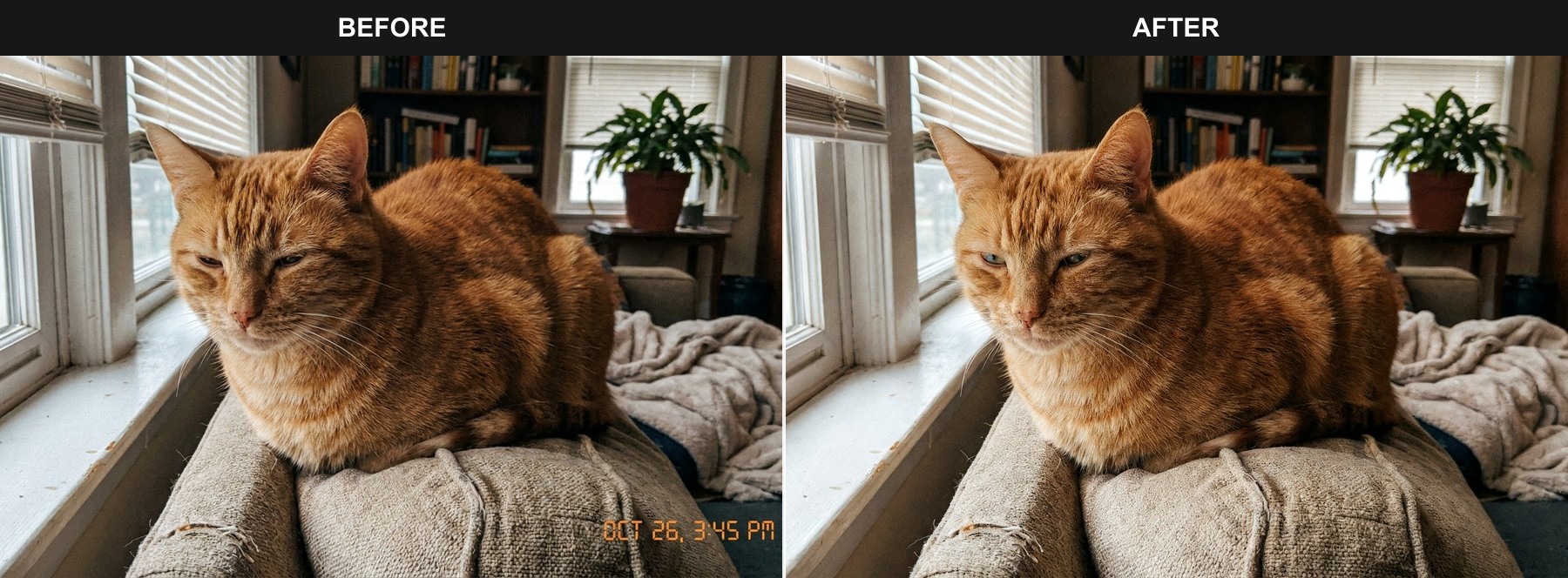 Improve a tired expression pet photo before and after example