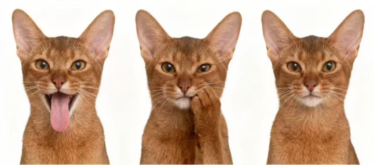 Classic Expression Trio