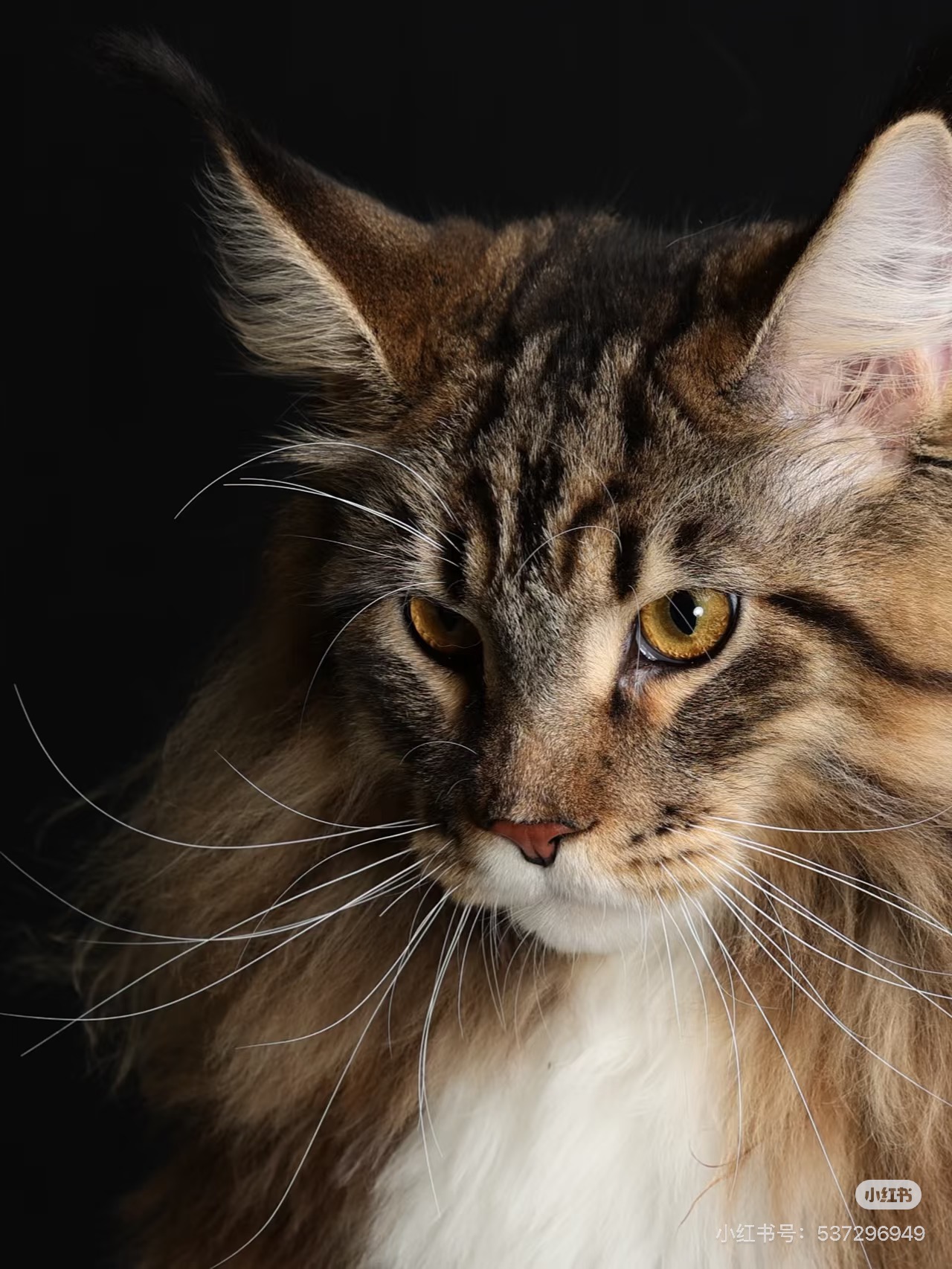 Dramatic Studio Portrait