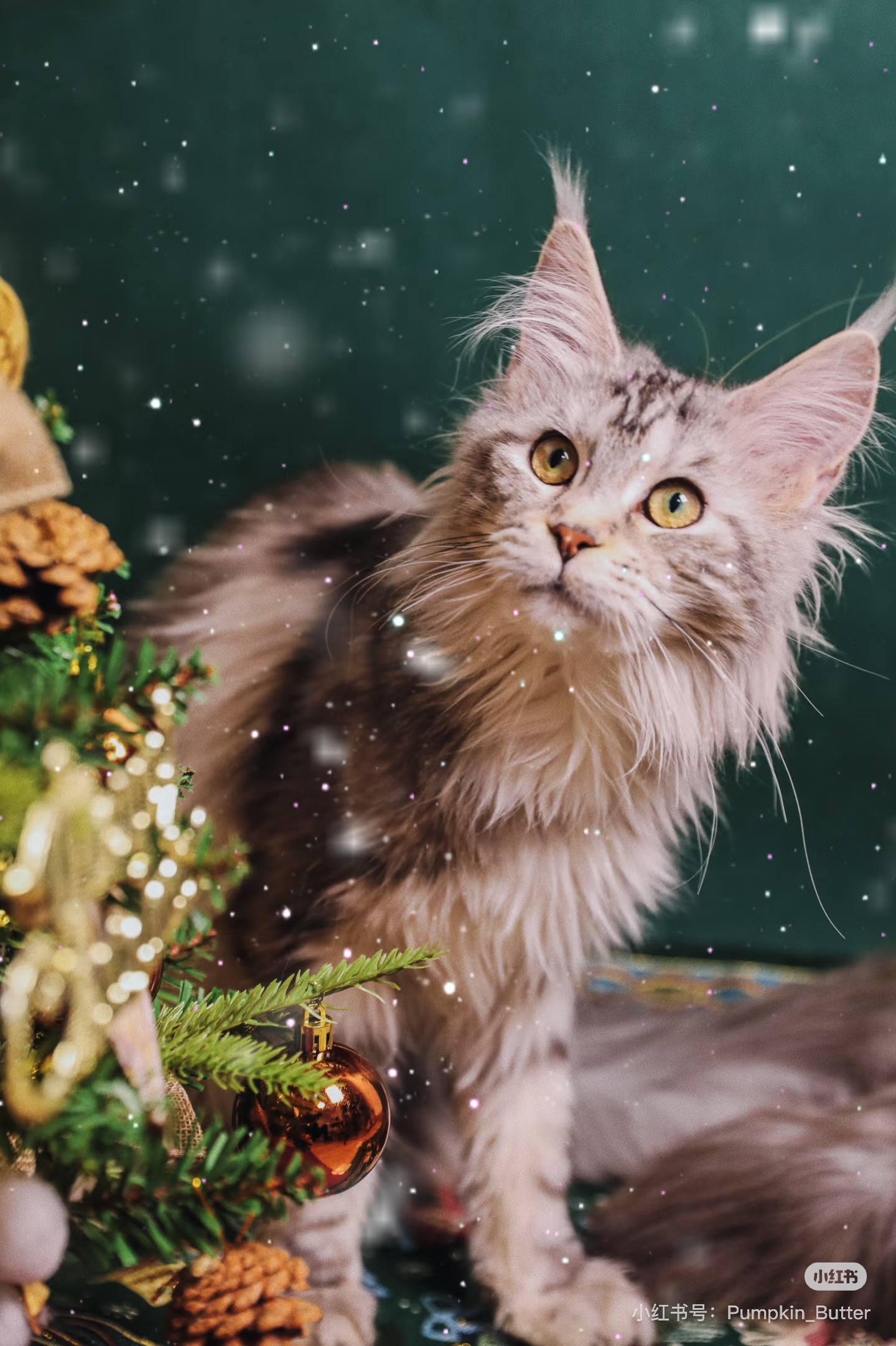 Winter Holiday Portrait